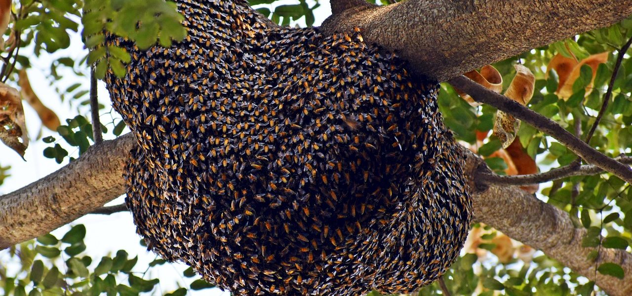 beehive, honeybees, bee-3960986.jpg