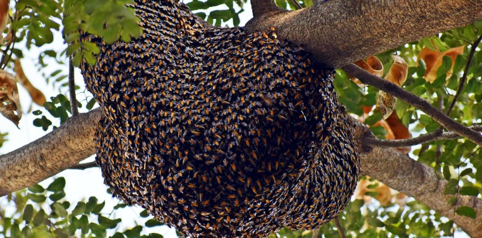 beehive, honeybees, bee-3960986.jpg